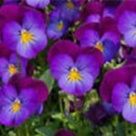 Viola Flower Garden Seeds -Prince Henry (Blue Elf) -1000 Seeds -Annual