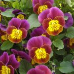 Viola Flower Garden Seeds- Skippy XL – Red Gold – 1000 Seeds- Annual