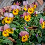 Viola Flower Garden Seeds- Skippy XL – Plum Gold – 100 Seeds- Annual