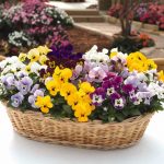 Viola Flower Garden Seeds -Sorbet F1 -Babyface Mix -100 Seed-Annual