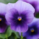 Viola Flower Garden Seeds -Sorbet F1 -Beaconsfield -100 Seed-Annual