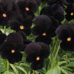 Viola Flower Garden Seeds -Sorbet F1 -Black Delight -100 Seed-Annual