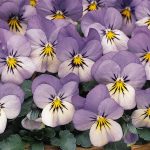 Viola Flower Garden Seeds – Sorbet F1 – Blueberry Cream – 100 Seeds