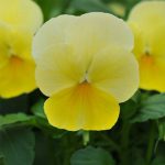 Viola Flower Garden Seeds -Sorbet F1 -Lemon Chiffon -100 Seed-Annual