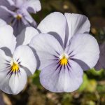 Viola Flower Garden Seeds- Sorbet F1 – Lilac Ice – 100 Seeds- Annual