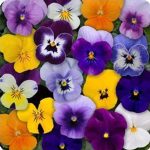 Viola Flower Garden Seeds – Sorbet F1 – Mix – 100 Seeds – Annual