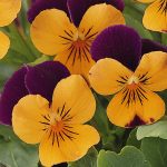 Viola Flower Garden Seeds – Sorbet F1 – Orange Jump Up (Orange Duet)