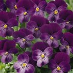 Viola Flower Garden Seeds – Sorbet F1 Series – Purple Duet – 1000 Seed
