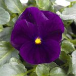 Viola Flower Garden Seeds – Sorbet F1 – Purple – 100 Seeds – Annual