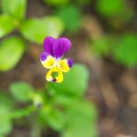 Viola Flower Garden Seeds- Sorbet F1 Series – Sunny Royale – 100 Seeds