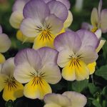 Viola Flower Garden Seeds -Sorbet F1-Yellow Frost -100 Seeds -Annual