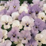 Viola Flower Seeds – Sorbet F1- Yesterday Today Tomorrow – 1000 Seeds