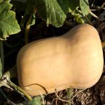 Waltham Butternut Winter Squash Garden Seeds – 5 Lbs Bulk- Heirloom