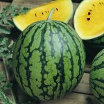 Watermelon Garden Seeds – Baby Doll Yellow Hybrid – 1000 Seeds – Fruit
