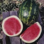 Watermelon Garden Seeds – Calsweet – 4 Oz – Non-GMO, Vegetable
