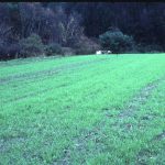 Winter Rye Seeds – 50 Lbs Bulk – Non-GMO Rye Grain Cover Crop Seeds