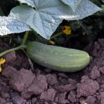 Wisconsin SMR Pickling Cucumber Seeds – 1 Oz – Heirloom Vegetable