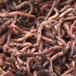 1000 Earthworms – Redworms / Earth Worms for Composting / Gardening