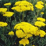 Golden Yarrow Wildflower Garden Seeds- 0.25 Oz – Perennial Wild Flower