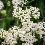 Golden Yarrow Wildflower Garden & Herb Seeds – 1 Oz – Perennial Herbal