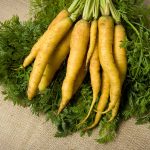 Yellow Carrot Garden Seeds – 1 Lb Bulk – Heirloom Garden & Microgreens