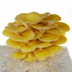 Mushroom Mojo Yellow Oyster Mushroom Growing Kit – Fungi Complete Grow