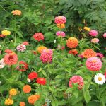 Zinnia Flower Garden Seeds -California Giant Mix -4 Oz -Annual Flower