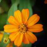 Zinnia Flower Garden Seeds -Cyrstal Series -Orange -500 Seeds -Annual