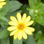 Zinnia Flower Garden Seeds -Cyrstal Series -Yellow -500 Seeds -Annual