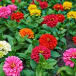 Zinnia Flower Garden Seeds – Dahlia Flowered Mix – 1 Oz – Annual