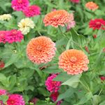 Zinnia Flower Garden Seeds – Dreamland Mixture – Orange – 500 Seeds