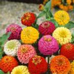 Zinnia Flower Garden Seeds-Lilliput Mix-4 Oz-Annual Flower Gardening