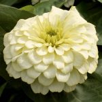 Zinnia Flower Garden Seeds -Magellan Series -Ivory -100 Seed -Annual