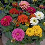 Zinnia Flower Garden Seeds – Magellan Series – Mix – 100 Seeds- Annual