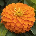 Zinnia Flower Garden Seeds- Magellan Series- Orange – 100 Seeds-Annual