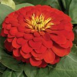 Zinnia Flower Garden Seeds -Magellan Series -Scarlet -100 Seed-Annual