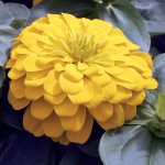Zinnia Flower Garden Seeds -Magellan Series -Yellow -100 Seed-Annual