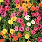 Zinnia Flower Garden Seeds -Profusion Series -Mix -500 Seeds -Annual