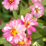Zinnia Flower Garden Seeds – Profusion Series – Coral Pink – 500 Seeds