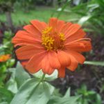 Zinnia Flower Garden Seeds- Profusion Series – Deep Apricot – 500 Seed