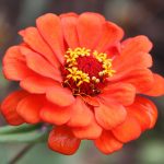 Zinnia Flower Garden Seeds – Profusion Series – Double Fire – 500 Seed