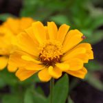 Zinnia Flower Garden Seeds – Profusion Series – Double Gold – 100 Seed