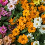 Zinnia Flower Garden Seeds – Profusion Series – Double Mix – 100 Seed