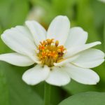 Zinnia Flower Garden Seeds- Profusion Series – Double White – 500 Seed