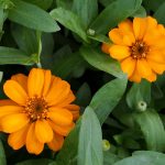 Zinnia Flower Garden Seeds -Profusion Series-Orange -100 Seed-Annual