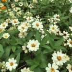 Zinnia Flower Garden Seeds -Profusion Series -White -100 Seed-Annual