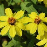 Zinnia Flower Garden Seeds -Profusion Series -Yellow -500 Seed-Annual