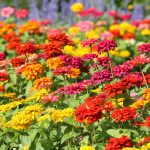Zinnia Flower Garden Seeds-State Fair Mix -1000 Seed-Annual Gardening