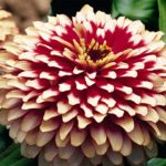 Zinnia Flower Garden Seeds -Swizzler Series -Cherry & Ivory -100 Seeds