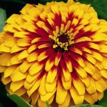 Zinnia Flower Garden Seeds-Swizzler Series-Scarley & Yellow-100 Seed